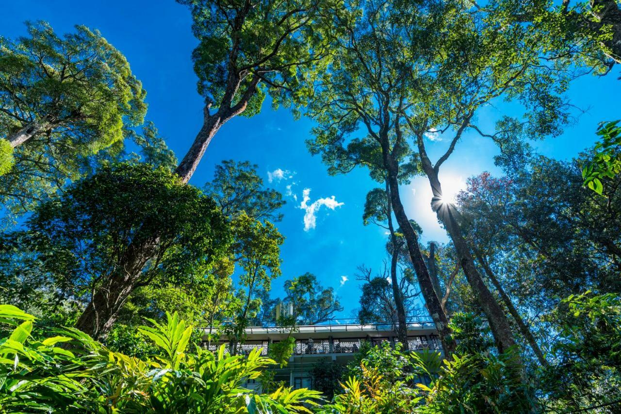 The Tall Trees Munnar Zewnętrze zdjęcie